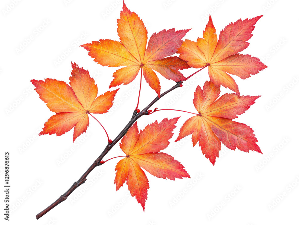 A vibrant autumn leaf branch showcasing brilliant red and orange hues. A vibrant autumn leaf branch showcasing brilliant red and orange hues.