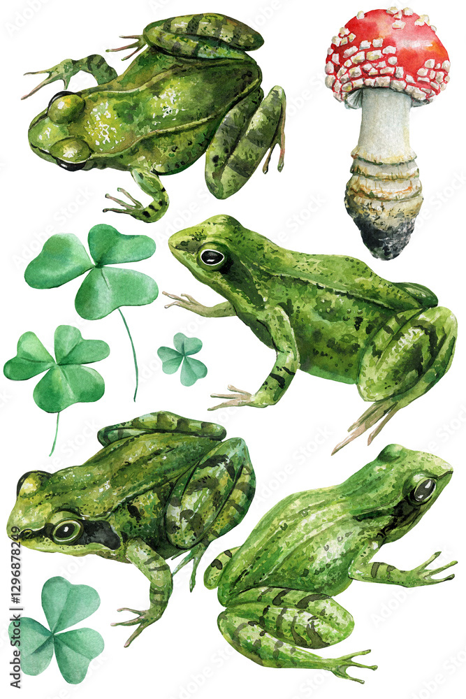Fototapeta premium Forest frogs, green shamrock, amanita mushroom, nature wildlife watercolor, detailed botanical hand-painted illustration