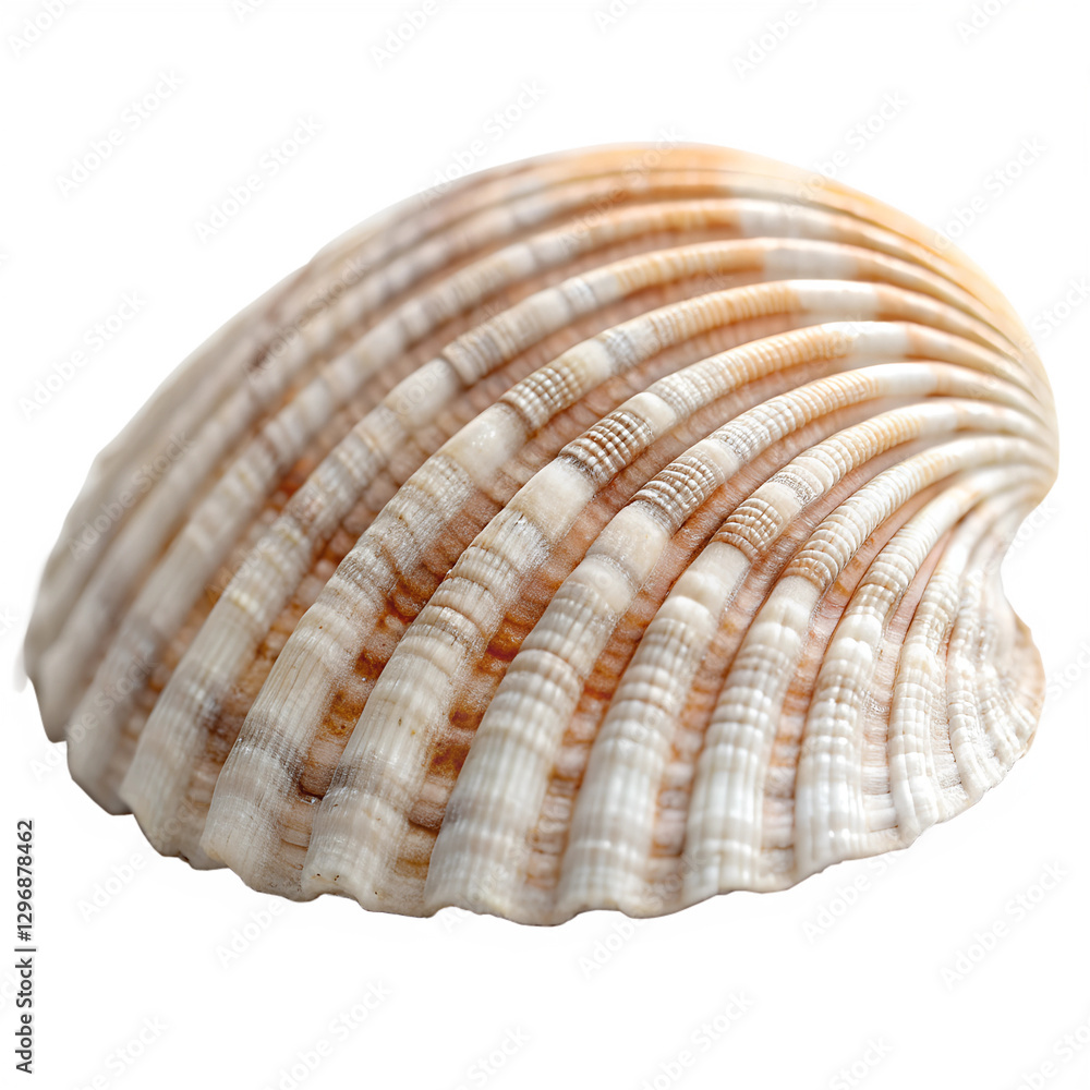 A seashell with white and brown stripes, ribbed texture, oval shape. isolated on a transparent background A seashell with white and brown stripes, ribbed texture, oval shape. isolated on a transparent background