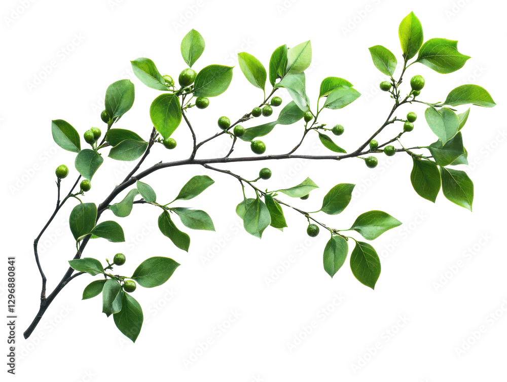 Obraz premium Vibrant green leaves on a branch, showcasing nature's beauty and freshness.