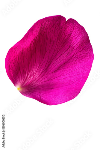 Rose Petal Close-up, Isolated , transparent background