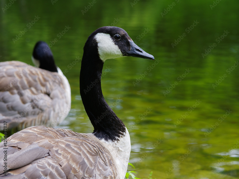 goose (bar headed) on a blurred background goose (bar headed) on a blurred background