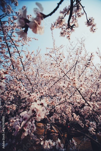 Cherry blossom closeups on blue daylight sky background with bee in focus