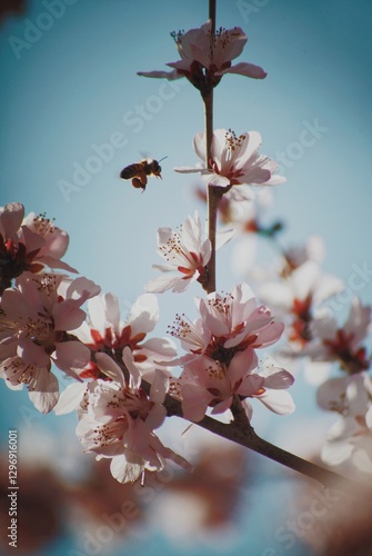 Cherry blossom closeups on blue daylight sky background with bee in focus