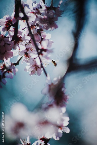 Cherry blossom closeups on blue daylight sky background with bee in focus