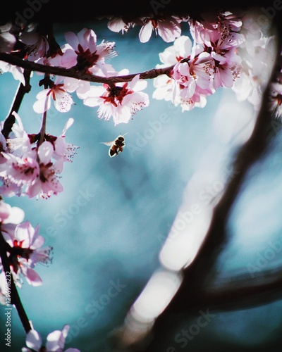 Cherry blossom closeups on blue daylight sky background with bee in focus