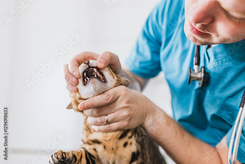 Foto Dental exam in the veterinary clinic, performing by a veterinarian to determine the teeth health of the beautiful Bengal cat