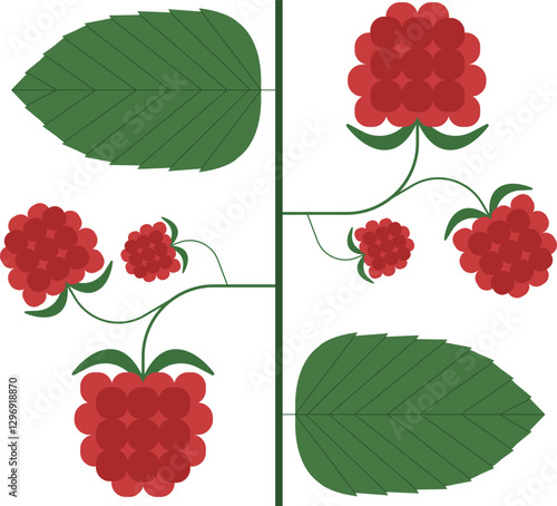 Raspberry vector illustration