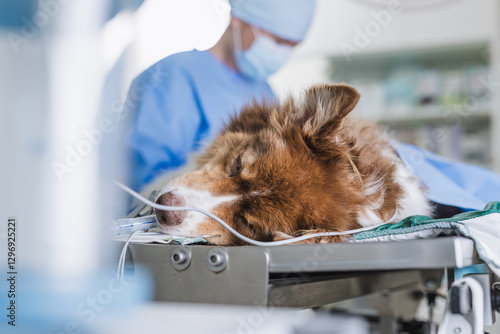 Bild auf Leinwand Female vet stitching the dog under anesthesia after operating procedure in an animal clinic