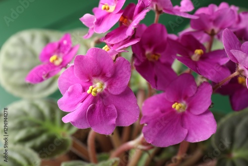 Beautiful potted viola plant on green table, closeup