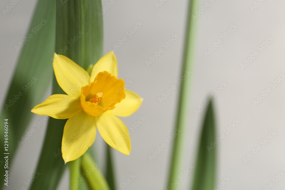 Yellow narcissus flower on grey background, closeup. Space for text Yellow narcissus flower on grey background, closeup. Space for text