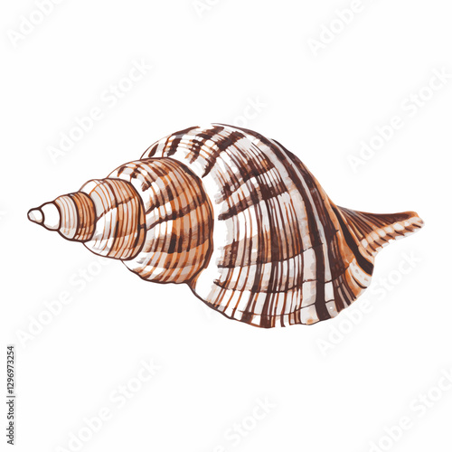 Seashell isolated  white background vector  illustration