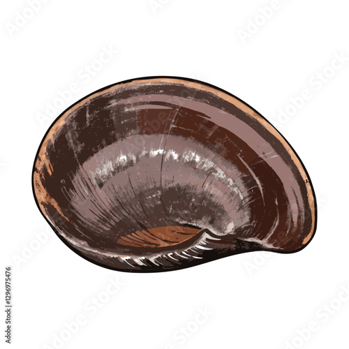 Image of black flat sea shell isolated  white background Undersea Animals vector  illustration