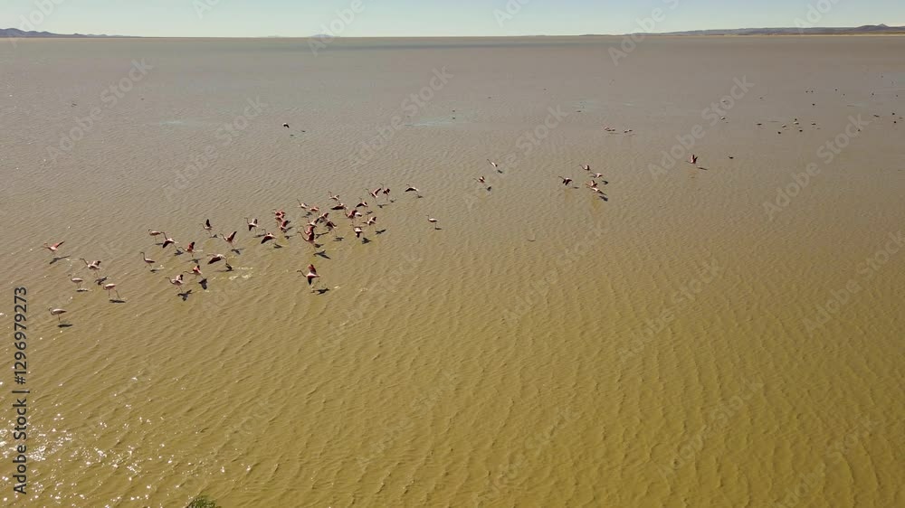Laguna Pozuelo pink flamingos flying
