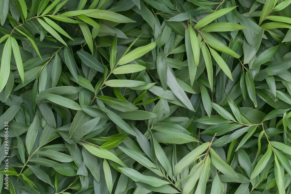 Fototapeta premium Lush green foliage background texture. (6)