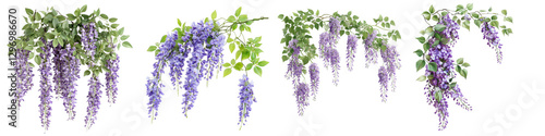 Wisteria Floral Composition Six Hanging Clusters Isolated on Transparent Background, PNG, Flower, Botanical, Wisteria, Floral, Botanical