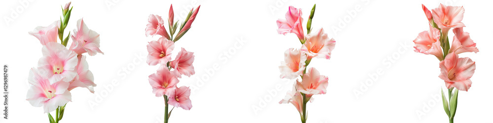 Naklejka premium Four Pink Gladiolus Flowers, Isolated on Transparent Background, Floral Composition, Spring Bloom, Botanical Illustration, gladiolus, flower, pink