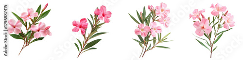 Four Pink Nerium Oleander Flower Bouquets, Isolated on Transparent Background, Digital Painting, Floral Illustration, Nerium, Oleander, Botanical
