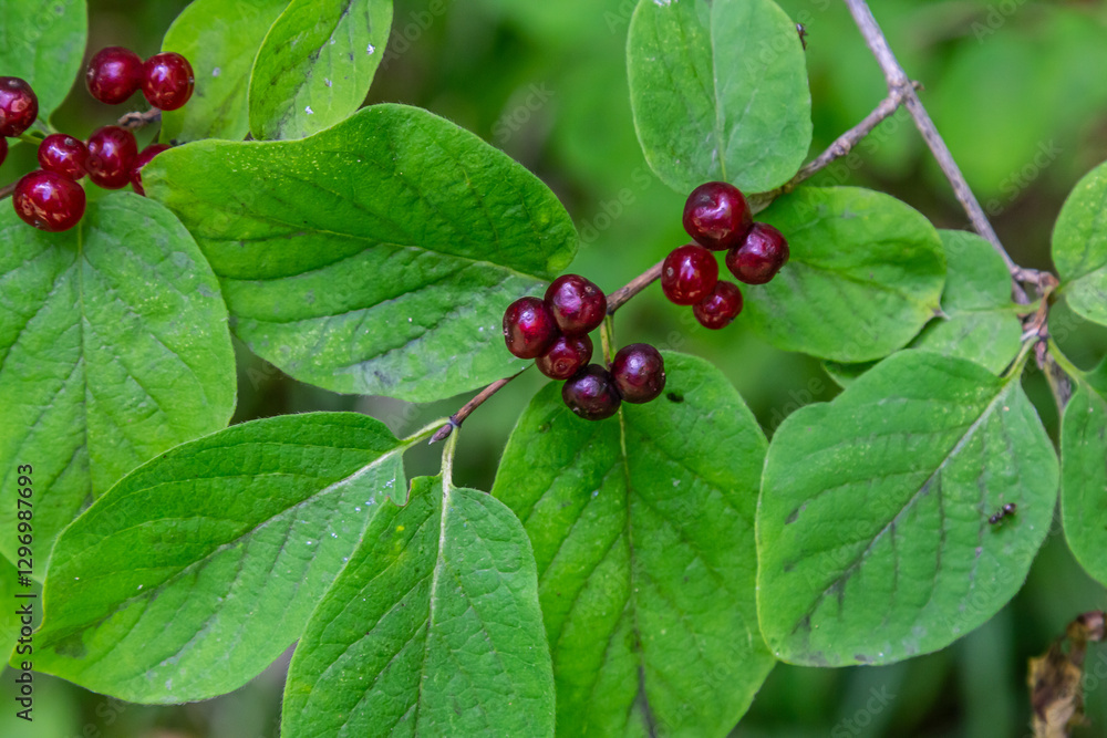 Festive Holiday Honeysuckle Branch with Red Berries Lonicera xylosteum Festive Holiday Honeysuckle Branch with Red Berries Lonicera xylosteum