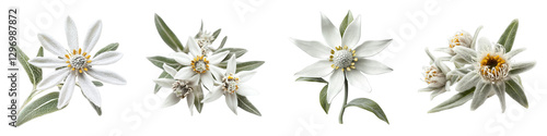 Edelweiss Flower Composition Four Isolated Blooms on Transparent Background, Botanical Illustration, Alpine Flora, Edelweiss, Alpine Flower, Flora