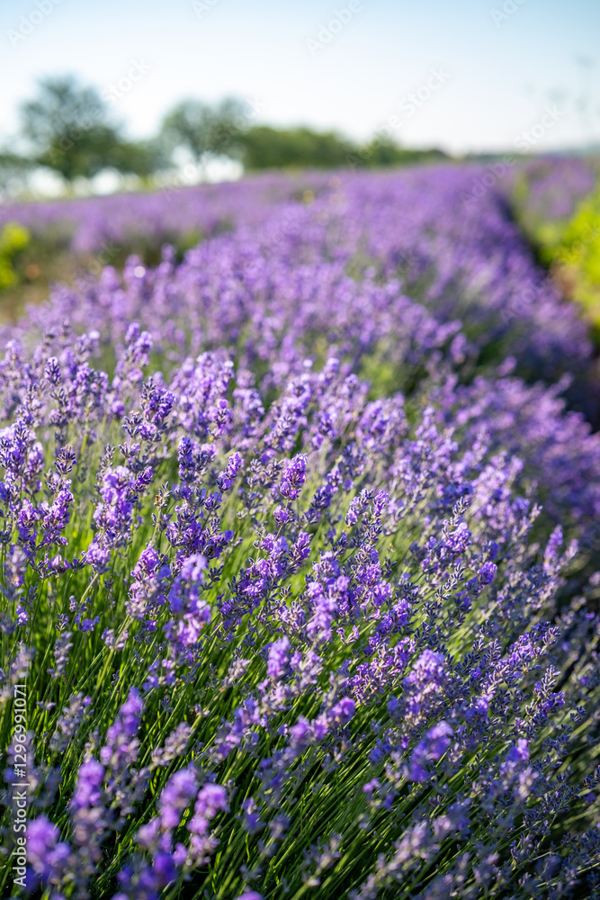 Beautiful image of lavender field over summer sunrise landscape. Blooming lavender field close-up.