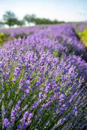 Obraz na płótnie Beautiful image of lavender field over summer sunrise landscape. Blooming lavender field close-up. w salonie
