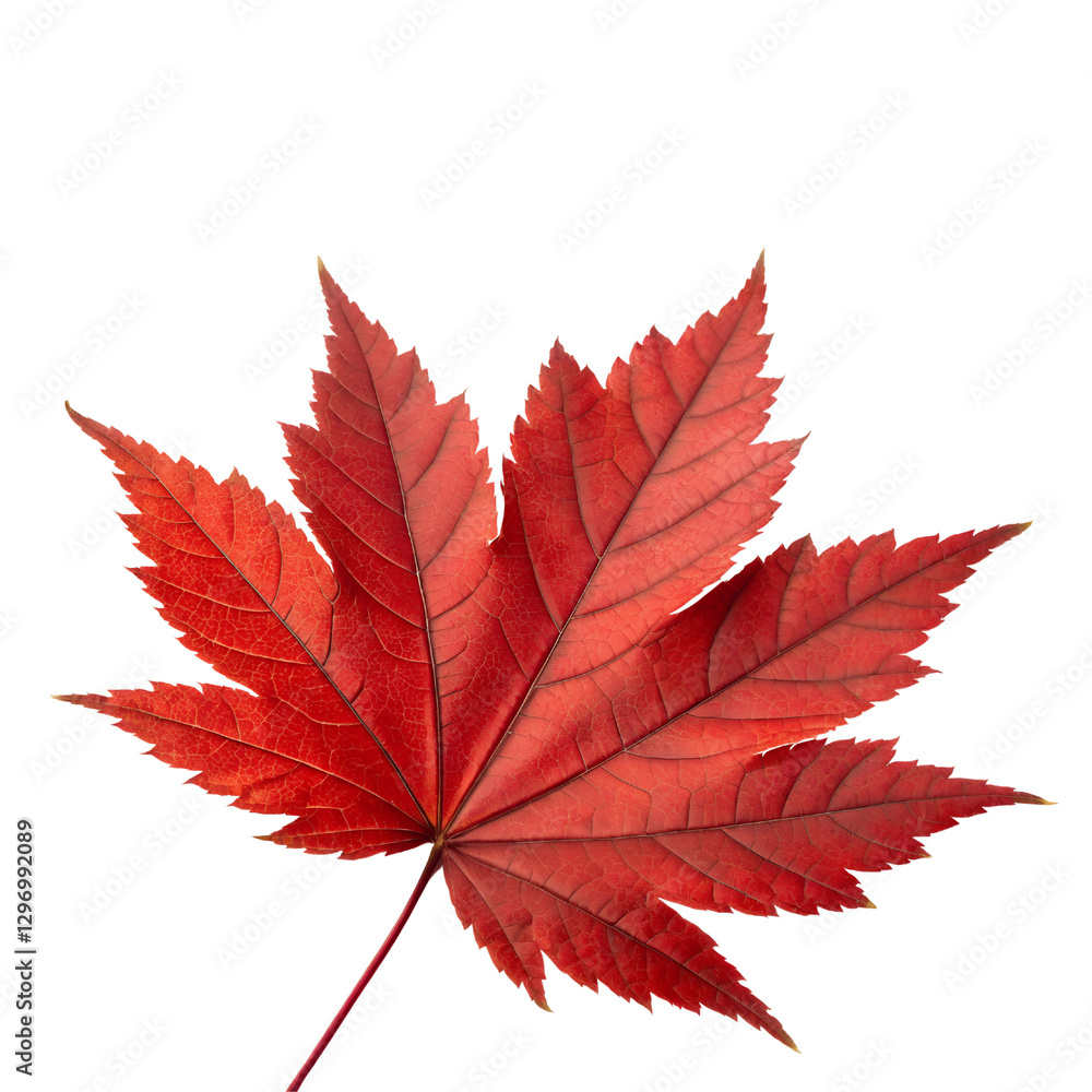 Red maple leaf Isolated Trasnparent Background, Png Isolated, Trasnparent Background Red maple leaf Isolated Trasnparent Background, Png Isolated, Trasnparent Background