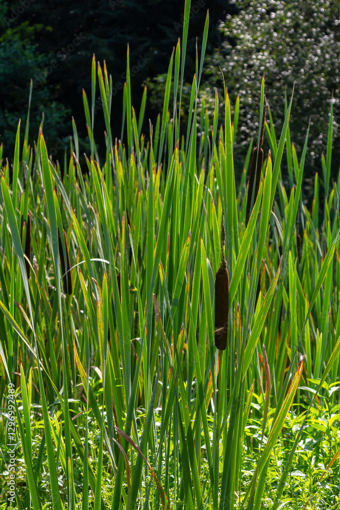 The broad-leaved bat Typha latifolia prefers marshy habitats, often inhabits the banks of ponds The broad-leaved bat Typha latifolia prefers marshy habitats, often inhabits the banks of ponds