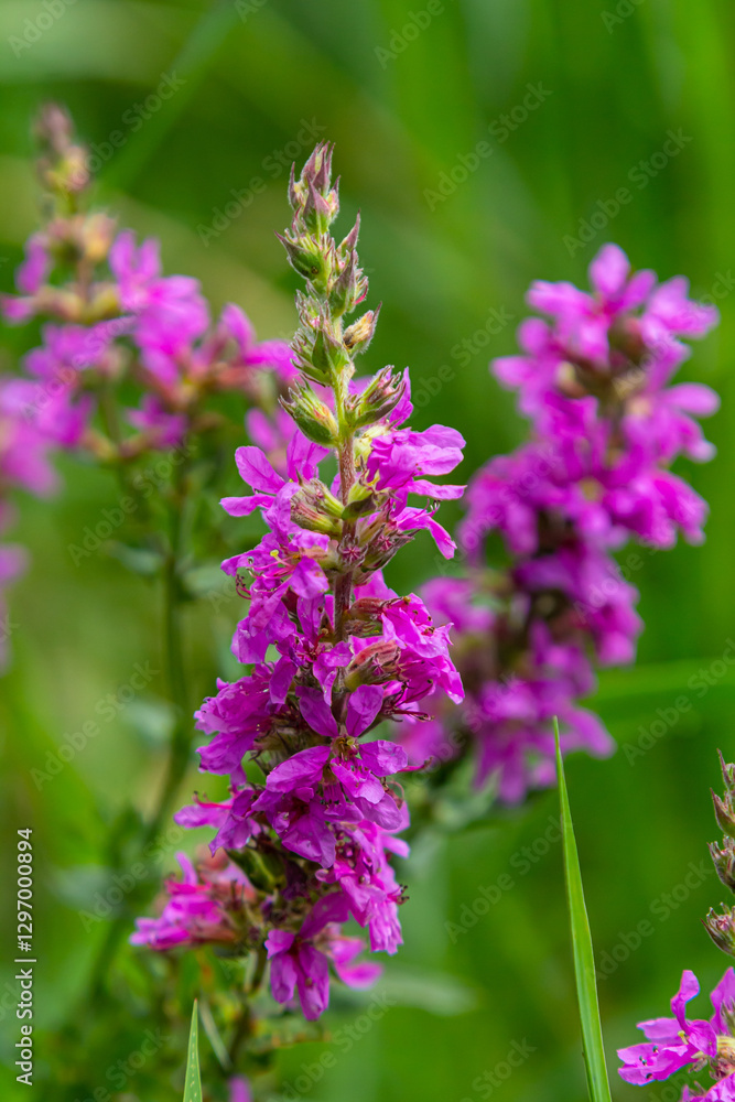 Purple loosestrife Lythrum salicaria inflorescence. Flower spike of plant in the family Lythraceae, associated with wet habitats Purple loosestrife Lythrum salicaria inflorescence. Flower spike of plant in the family Lythraceae, associated with wet habitats