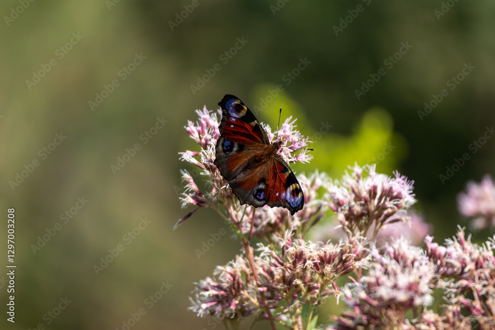 Butterfly on flower: Peacock eye collects nectar. Butterfly on flower: Peacock eye collects nectar.