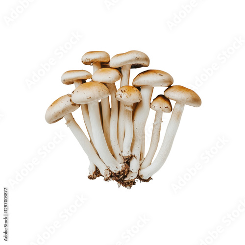 Fresh Edible Mushrooms with Long Stems on a White Background