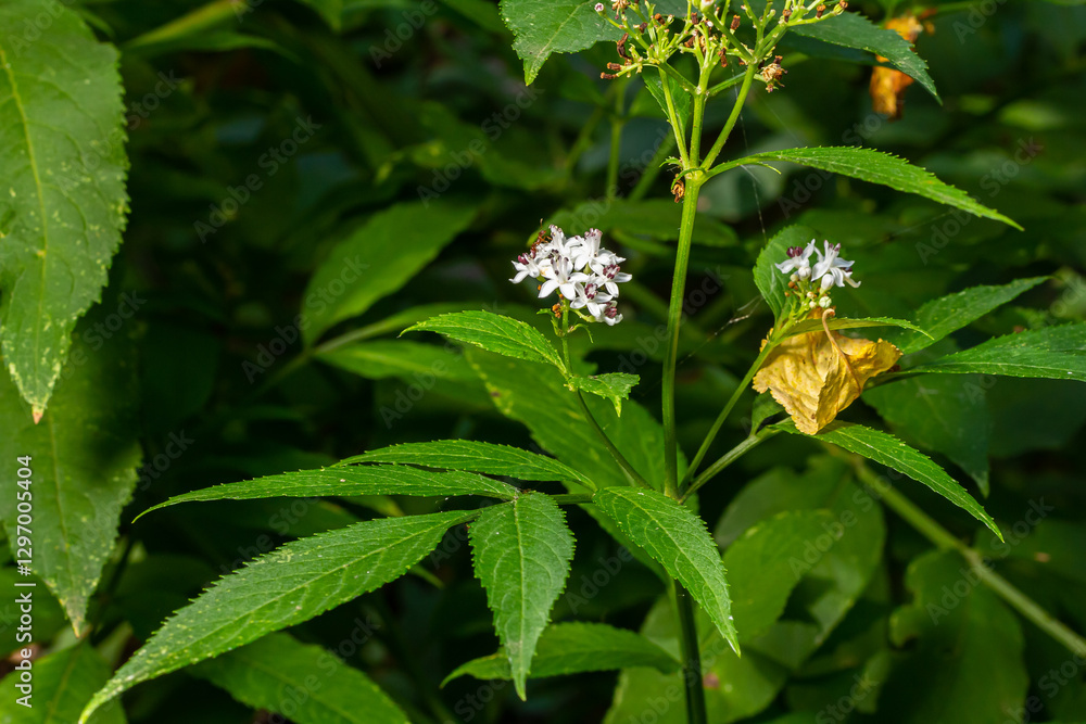 Sambucus ebulus blooming in natural habitat Sambucus ebulus blooming in natural habitat