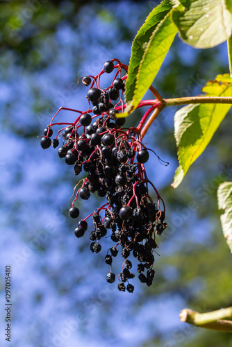 Wallpaper Mural sambucus nigra, elderberry, black ripe elder berries on twig closeup Torontodigital.ca