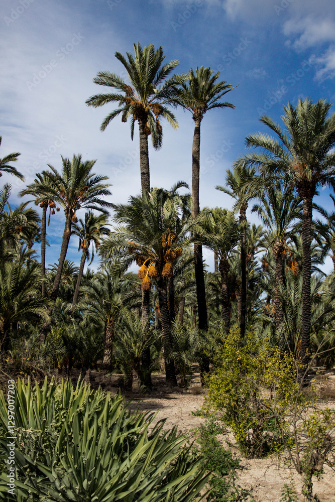 Obraz premium tropical palms and green blue sky 