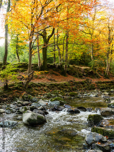 water flows over a a rocky creek bed in an autumn colored forest. 
