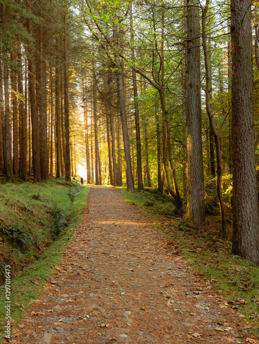 a walking path through a forest lined with tall trees and sunlight shining through the trees. 