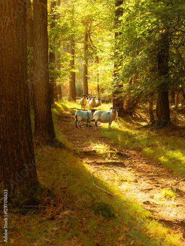 A flock of sheep stand on a path in a forest with sunlight shining through illuminating the path behind them. 