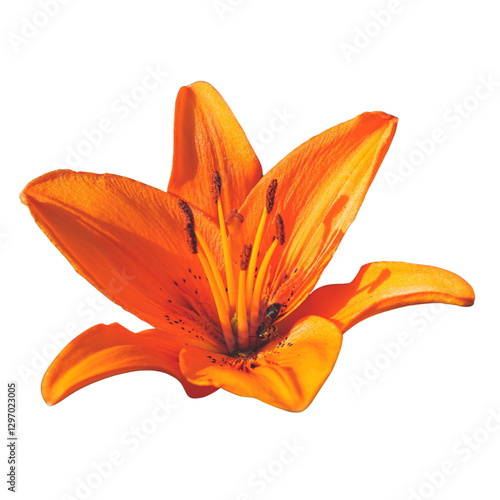 Fotografía minimalist aeshetic color orange lily flower isolated transparent backgroung PNG