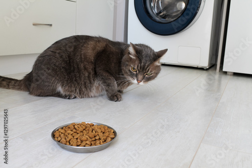 A domestic gray cat with different eyes refuses to eat dry food. Poor-quality cat food, feline diseases and poor appetite.