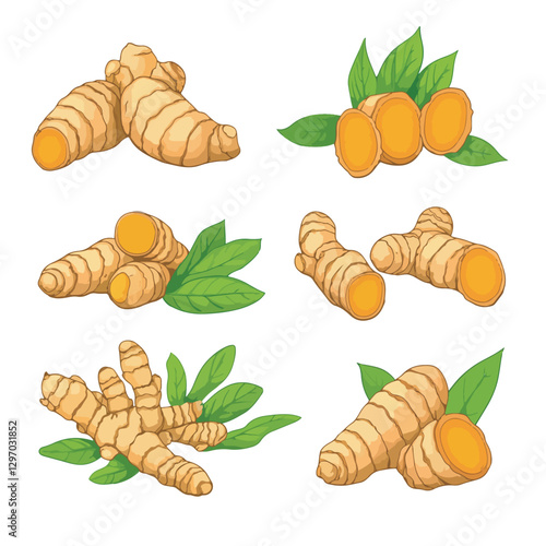 Turmeric root vector hand drawn vector clipart
