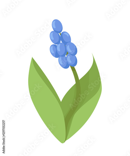 Bright spring flower blue hyacinth with green leaves. Vector illustration of beautiful plant. Bouquet element, flower bed plant, wildflower. Print for cover, design, decoration, fabric