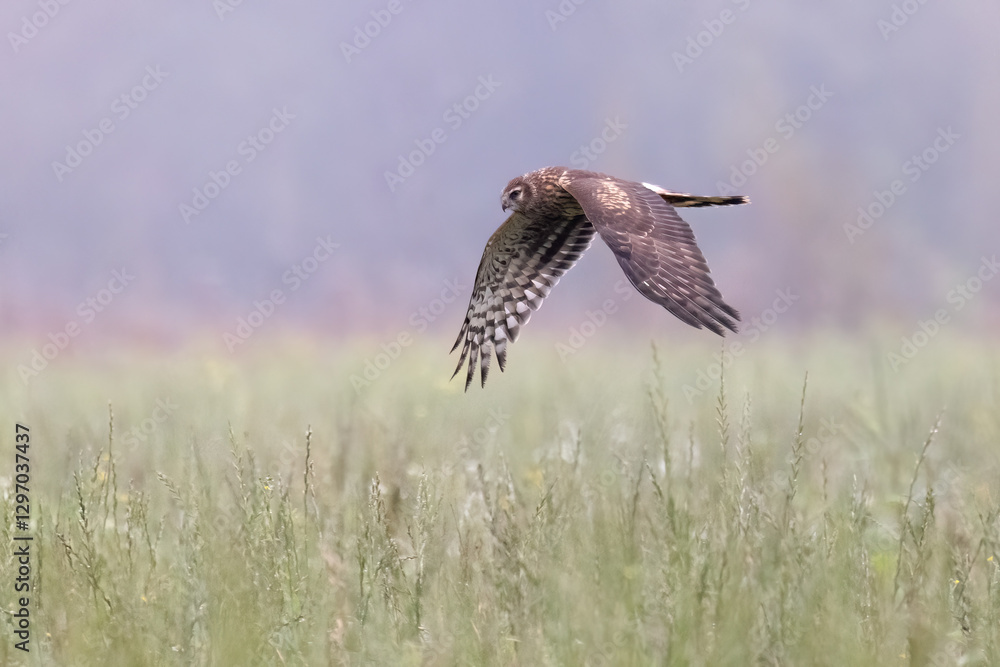 Northern Harrier flies in the fog Northern Harrier flies in the fog