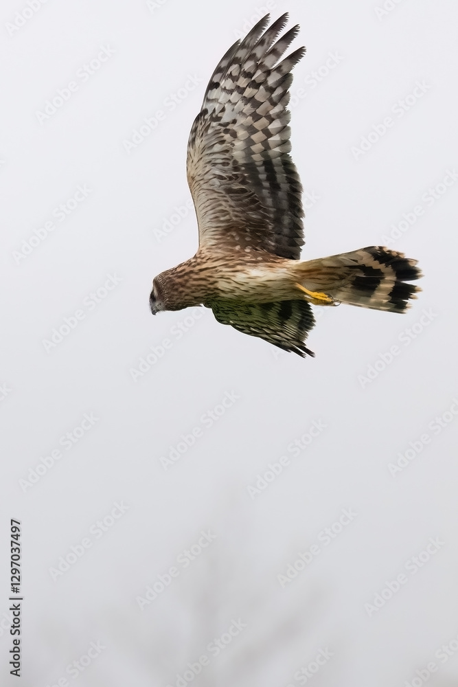 Fototapeta premium Northern Harrier flies in the fog