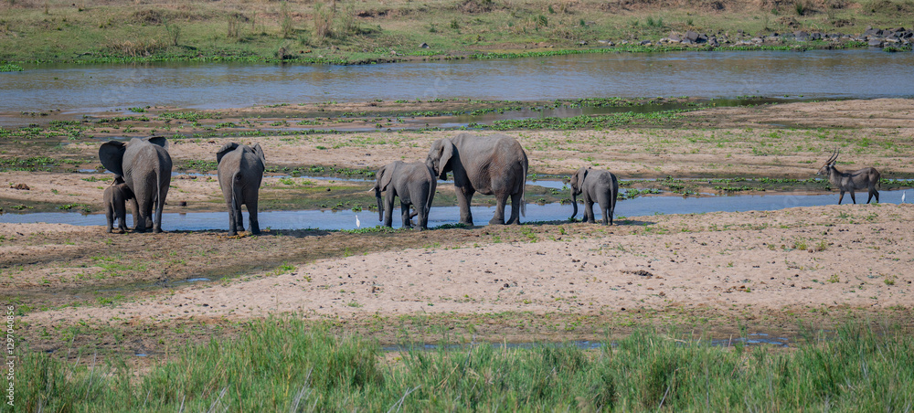 Afrikanische Tiere Elefanten im Busch vom Krüger National Park - Kruger Nationalpark Südafrika