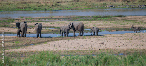 Obraz na płótnie Afrikanische Tiere Elefanten im Busch vom Krüger National Park - Kruger Nationalpark Südafrika w salonie