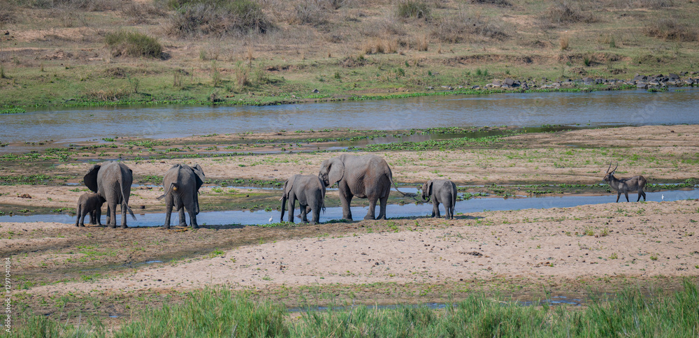 Afrikanische Tiere Elefanten im Busch vom Krüger National Park Südafrika