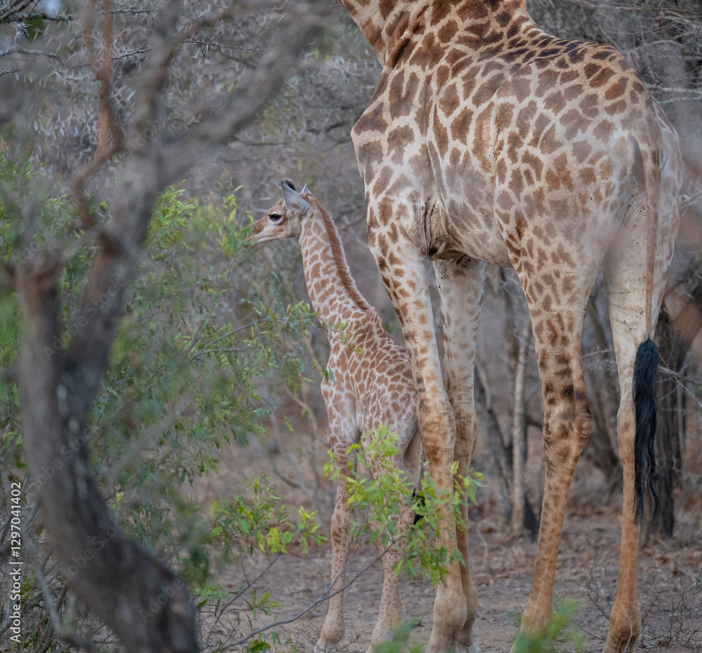 Jungtier Giraffenkalb im Busch vom Krüger National Park Südafrika