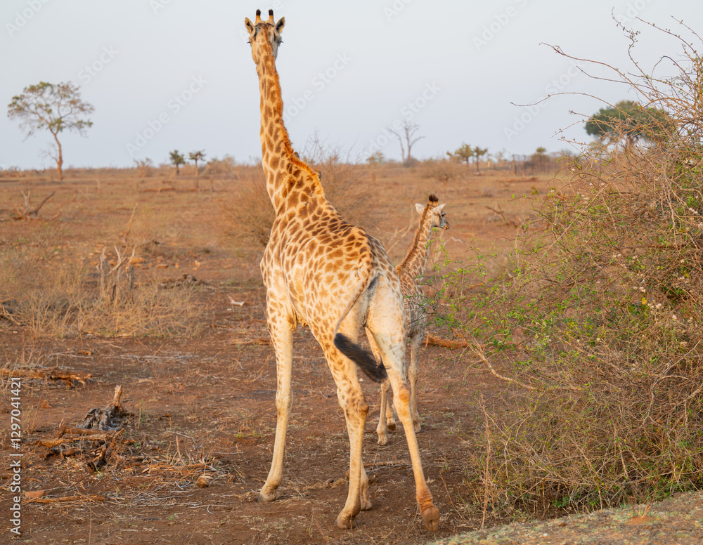 Afrikanische Tiere Giraffen im Busch vom Krüger National Park Südafrika