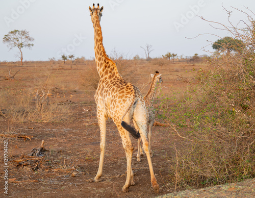 Obraz na płótnie Afrikanische Tiere Giraffen im Busch vom Krüger National Park Südafrika w salonie