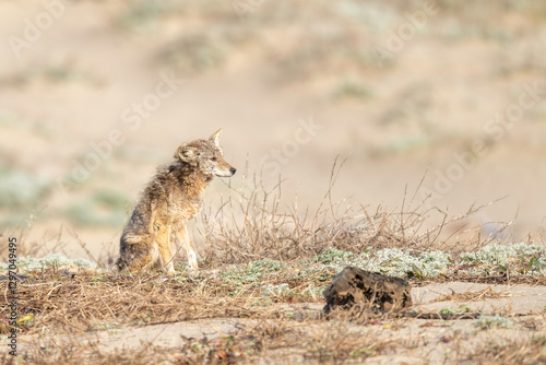 Fotografia Coyote (Canis latrans) with Mange contagious infection, a contagious skin diseas